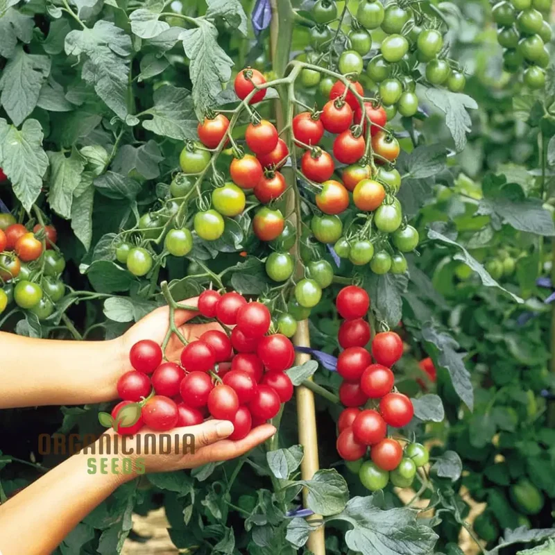 Cherry Tomato Rapunzel Seeds - Grow Abundant and Sweet Rapunzel Tomatoes
