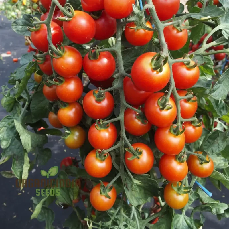 Cherry Tomato Rapunzel Seeds - Grow Abundant and Sweet Rapunzel Tomatoes