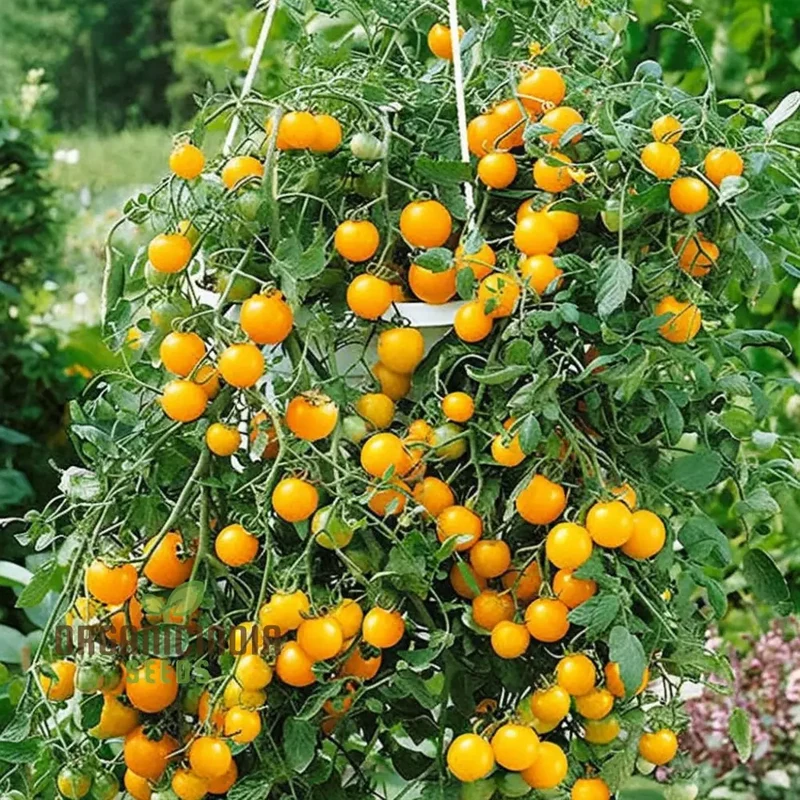 Tomato Tumbling Tom Yellow Seeds - Grow Bright and Flavorful Yellow Tumbler Tomatoes