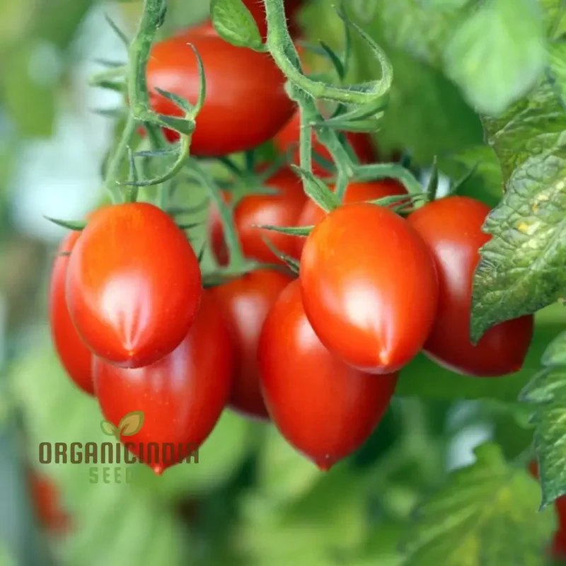 Roma Tomato Seeds for Cultivated Gardening Enthusiasts | Heirloom Seed Variety