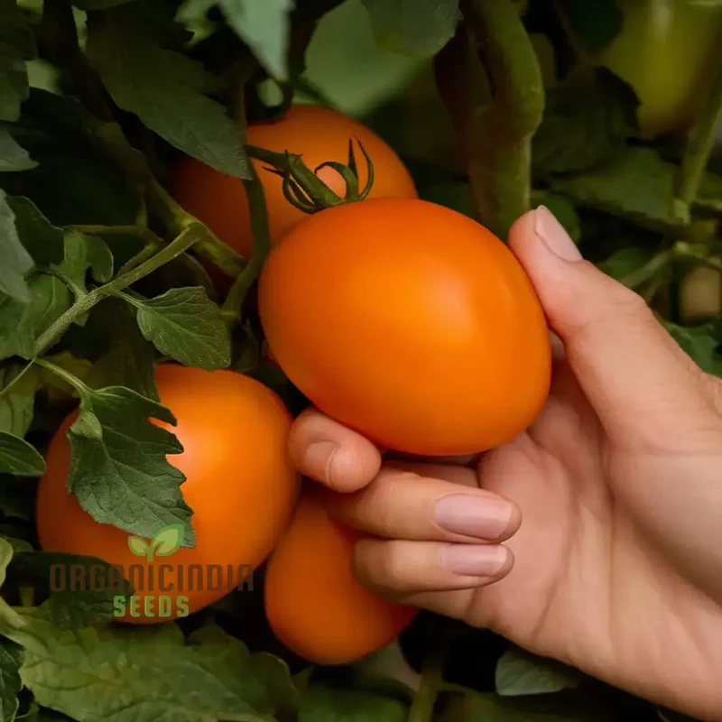 Tomato Vivacious Seeds - Grow Bold and Flavorful Vivacious Tomatoes in Your Garden