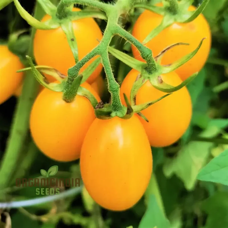 Tomato Katie Bell vegetable seeds and cultivating vibrant, delicious tomatoes to enhance your garden with color and flavor