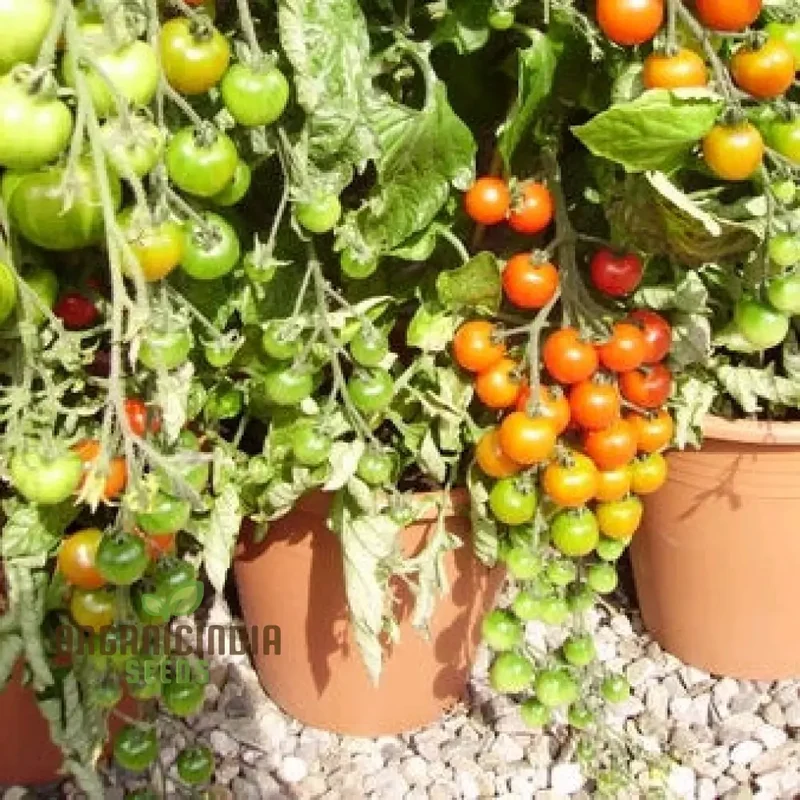 Tomato Seed Collection for Outdoor Gardening Enthusiasts | Heirloom Seeds for Healthy Harvests
