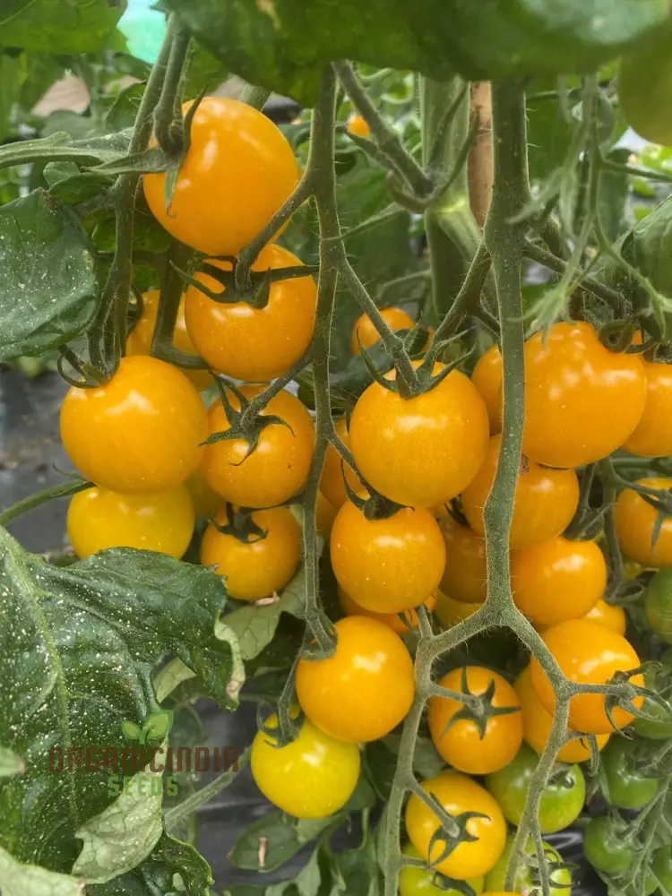 Yellow Mimi F1 Tomato Seeds , Premium Quality Seeds for Home Gardening Enthusiasts, High-Yielding and Disease-Resistant Variety