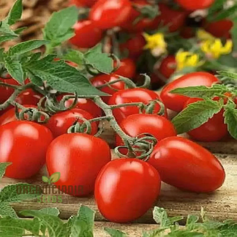 Luciebell Tomato Seeds, Heirloom Vegetable Seeds for Garden Planting, Organic Non-GMO Variety