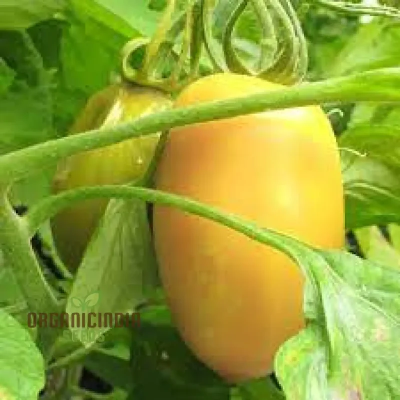 Tomato Cream Sausage Seeds for Gardening - Long-Lasting and High-Yield Garden Seeds