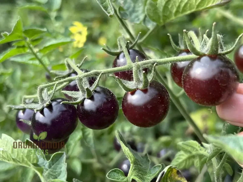 Indigo Blue Berries Tomato Seeds, Heirloom Vegetable Seeds for Home Gardening, Unique Colorful Variety