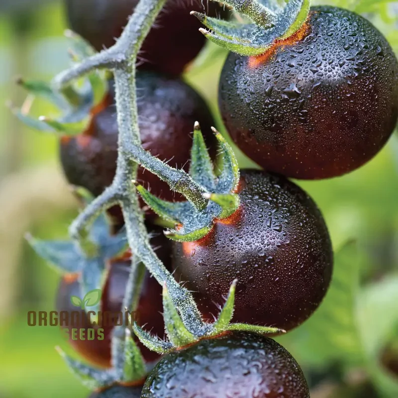 Indigo Blue Berries Tomato Seeds, Heirloom Vegetable Seeds for Home Gardening, Unique Colorful Variety