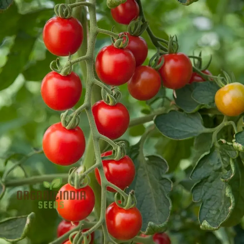 Tomato Consuelo Seeds Packet: Premium Quality Seeds for Expert Gardening and Homegrown Excellence
