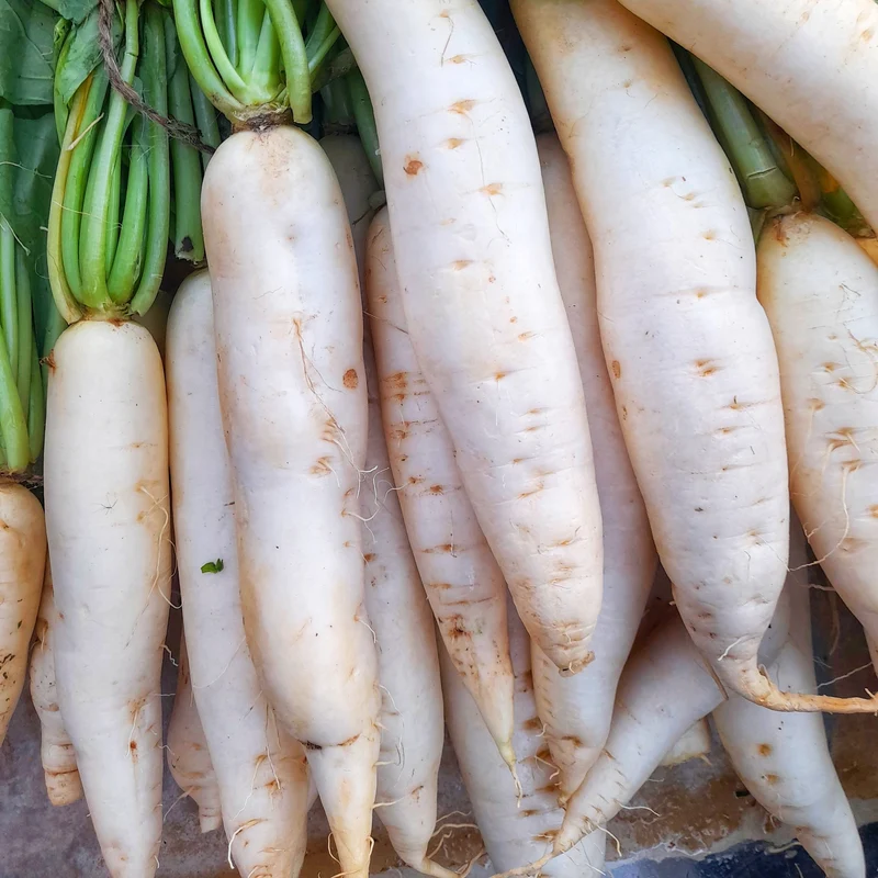 Radis ‘Glaçon Blanc’ ( Raphanus sativus )