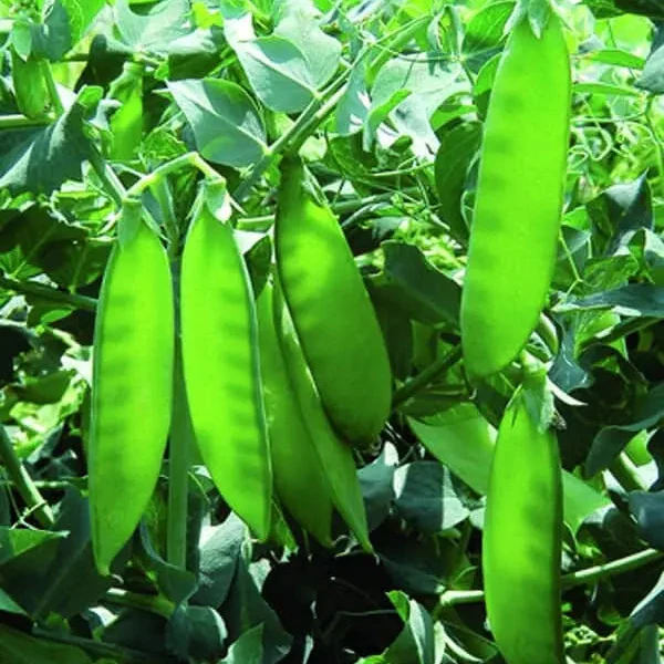 Pois mange-tout ‘Sweet Sunsation’ ( Pisum sativum )