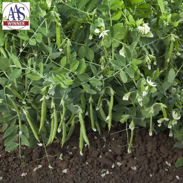 Pois mange-tout ‘Snak Hero’ ( Pisum sativum )