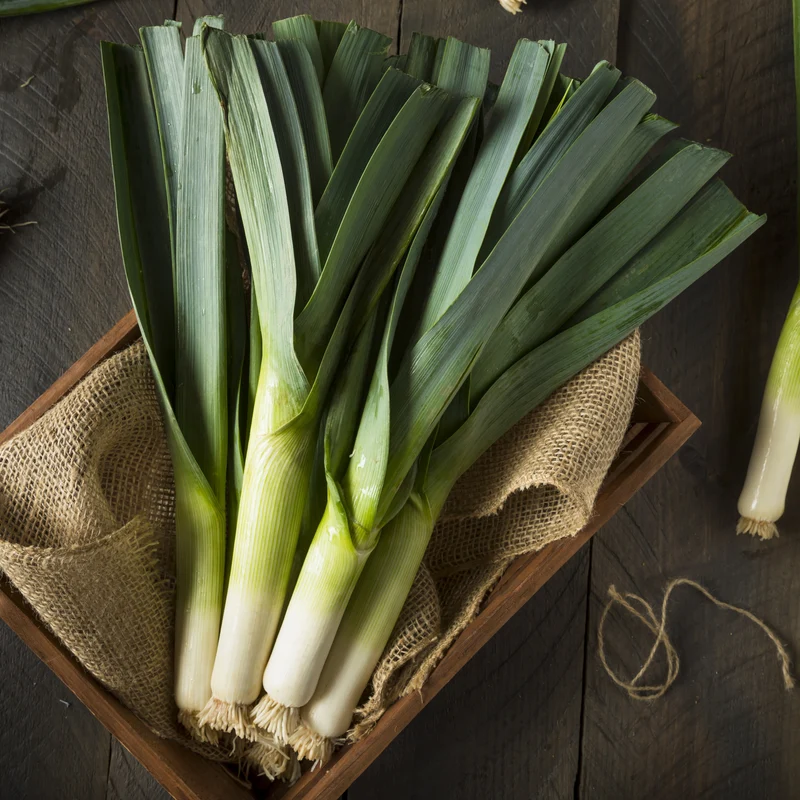Poireau Lancelot ( Allium porrum )
