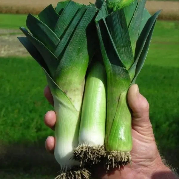 Poireau d’été ‘Alto’ bio ( Allium ampeloprasum var. porrum )