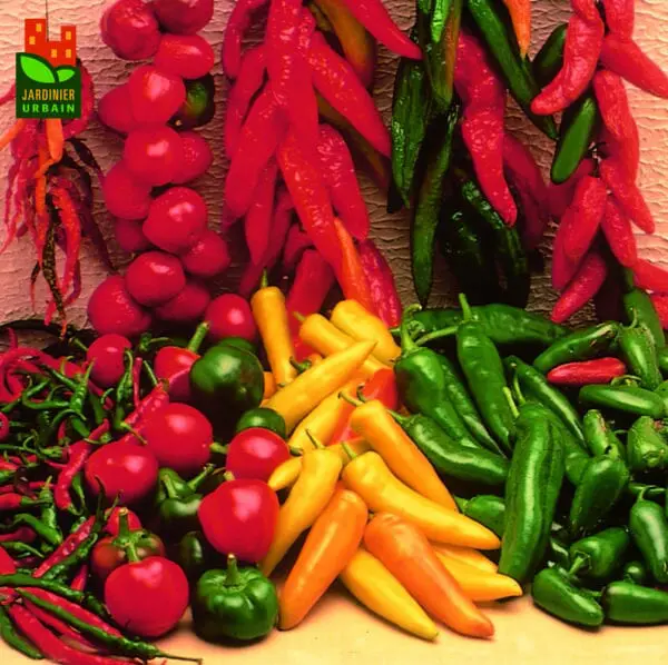 Piment fort mélange ( Capsicum sp )
