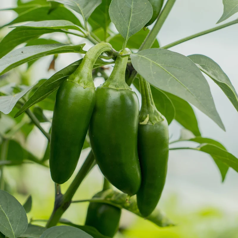 Piment fort ‘Jalapeno Hatif’ ( Capsicum annuum )