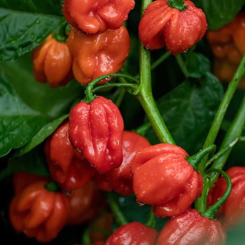 Piment fort ‘Velociraptor’ F1 ( Capsicum chinense )