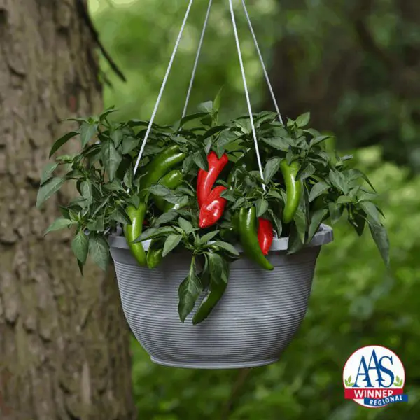 Piment fort ‘Pot-A-Peno’ F1 ( Capsicum annuum )