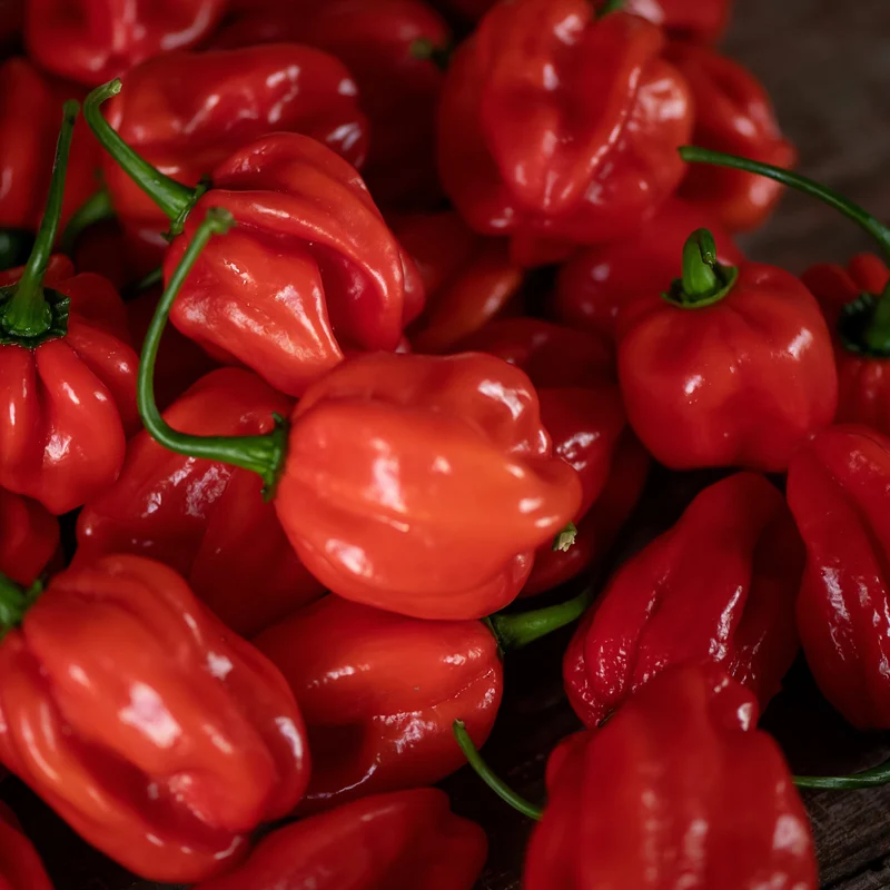 Piment fort ‘Primero Red’ F1 ( Capsicum chinense )