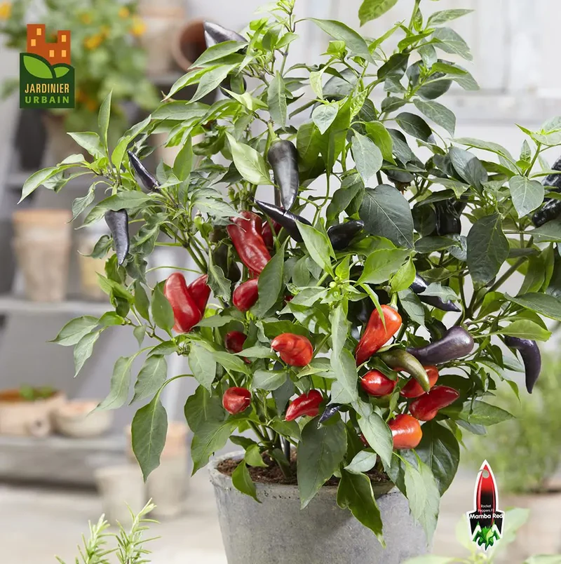 Piment fort ‘Mamba F1’ rouge ( Capsicum annuum )