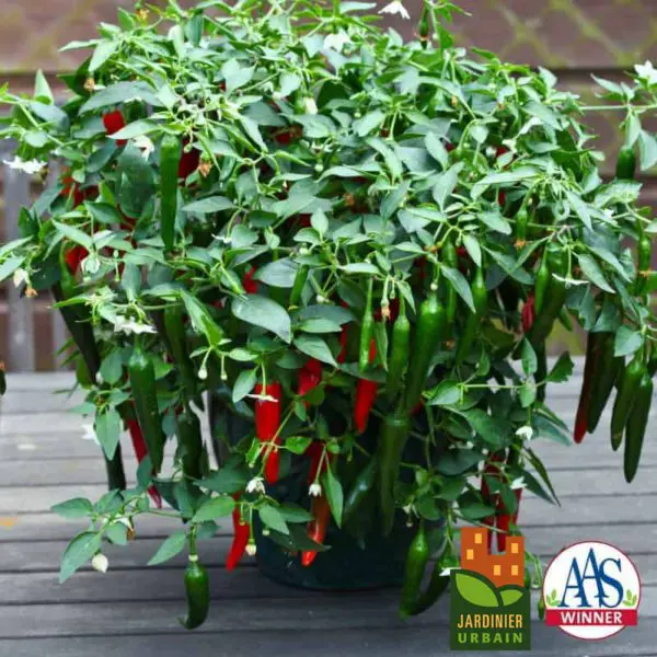 Piment fort ‘Cayennetta’ F1 Patio ( Capsicum annuum )