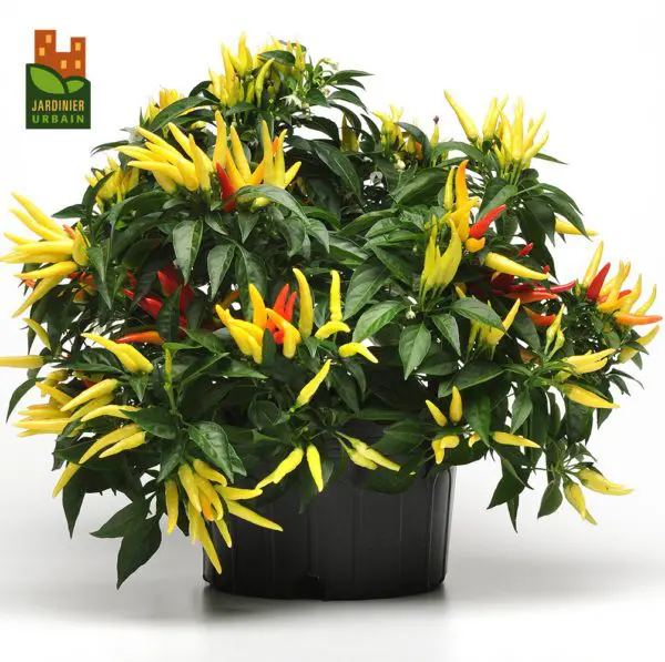 Piment fort patio ‘Chili’ F1 ( Capsicum annuum )
