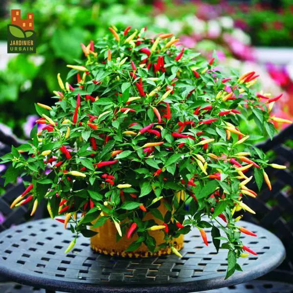 Piment fort ‘Basket of Fire’ ( Capsicum annuum )