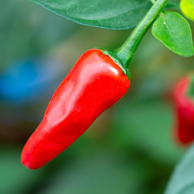 Piment fort ‘Apache’ F1 Patio ( Capsicum annuum )