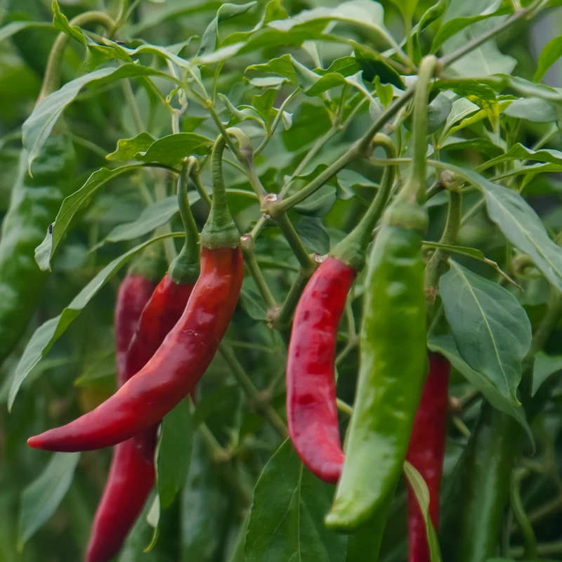 Piment fort ‘Arapaho’ F1 ( Capsicum annuum )