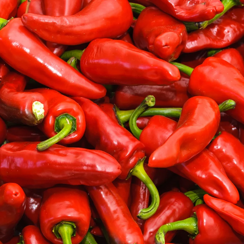 Piment fort ‘Gorria’ ( Capsicum annuum )