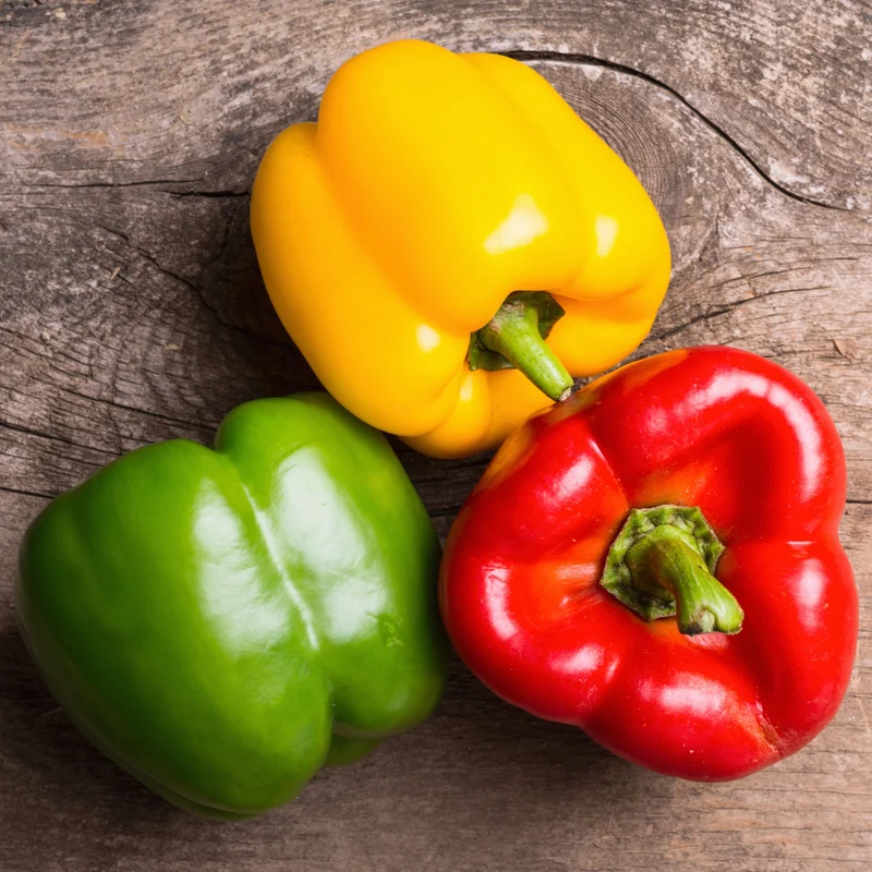Poivron mélange ‘Rainbow’ ( Capsicum annuum )