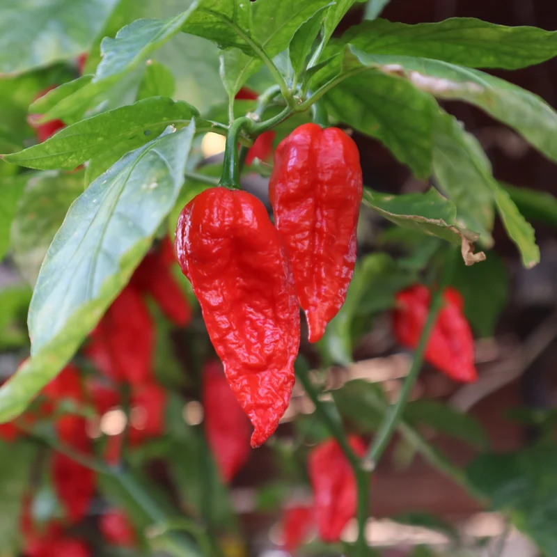Piment fort ‘Bhut Jolokia’ ( Capsicum chinense )