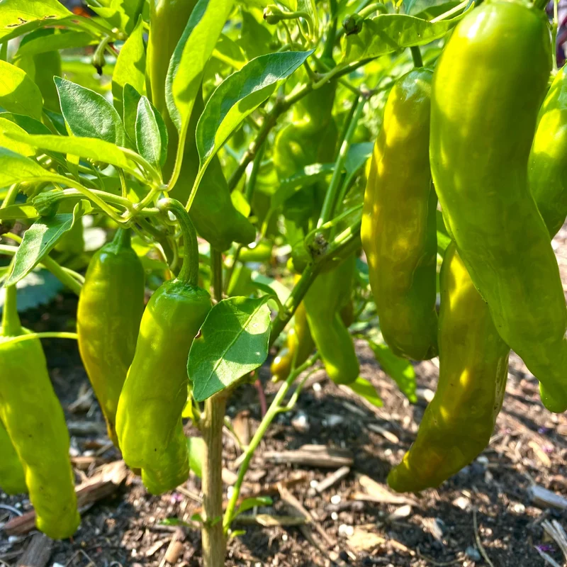 Poivron vert ‘Takara’ F1 ( Capsicum annuum )