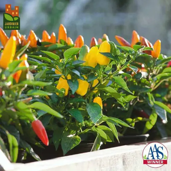 Poivron vert ‘Pretty N’ Sweet' ( Capsicum annuum )