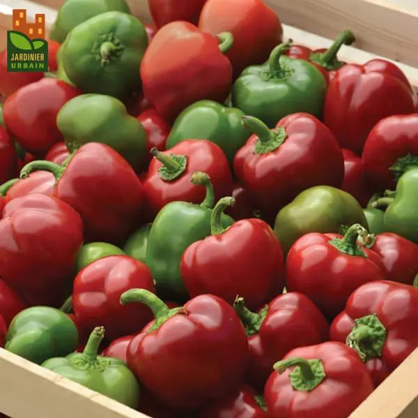 Poivron rouge ‘Snackabelle’ F1 ( Capsicum annuum )