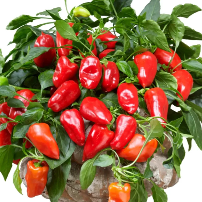 Poivron doux rouge ‘From Heaven’ ( Capsicum annuum )
