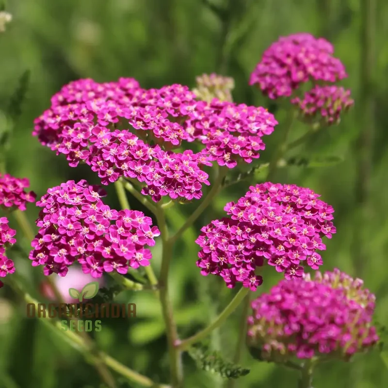 Achillea Cerise Queen Seeds - Grow Beautiful and Vibrant Cerise Queen Yarrow Flowers in Your Garden