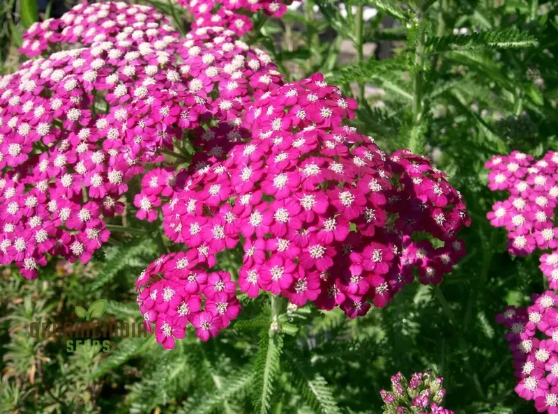 Achillea Cerise Queen Seeds - Grow Beautiful and Vibrant Cerise Queen Yarrow Flowers in Your Garden
