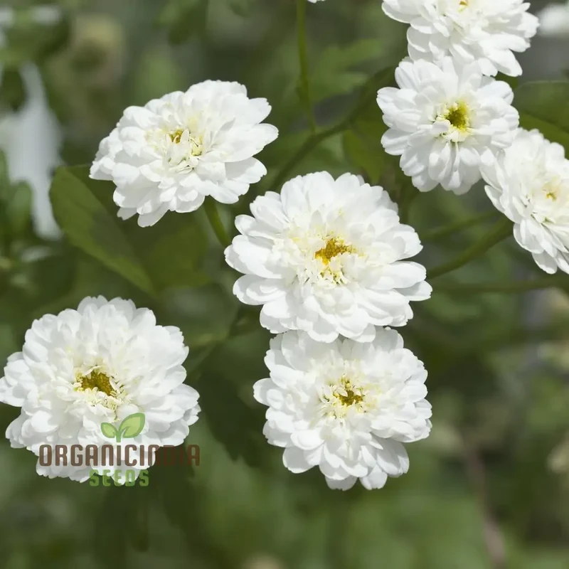 Achillea Ballerina Seeds - Grow Elegant and Graceful Ballerina Yarrow Flowers in Your Garden