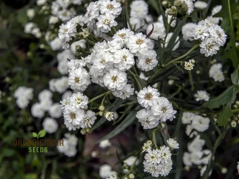 Achillea Ballerina Seeds - Grow Elegant and Graceful Ballerina Yarrow Flowers in Your Garden