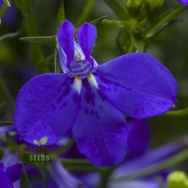 Lobelia Seeds (Cobalt Blue Lobelia Seeds) - Vibrant Blue Blooms for Expert Gardening