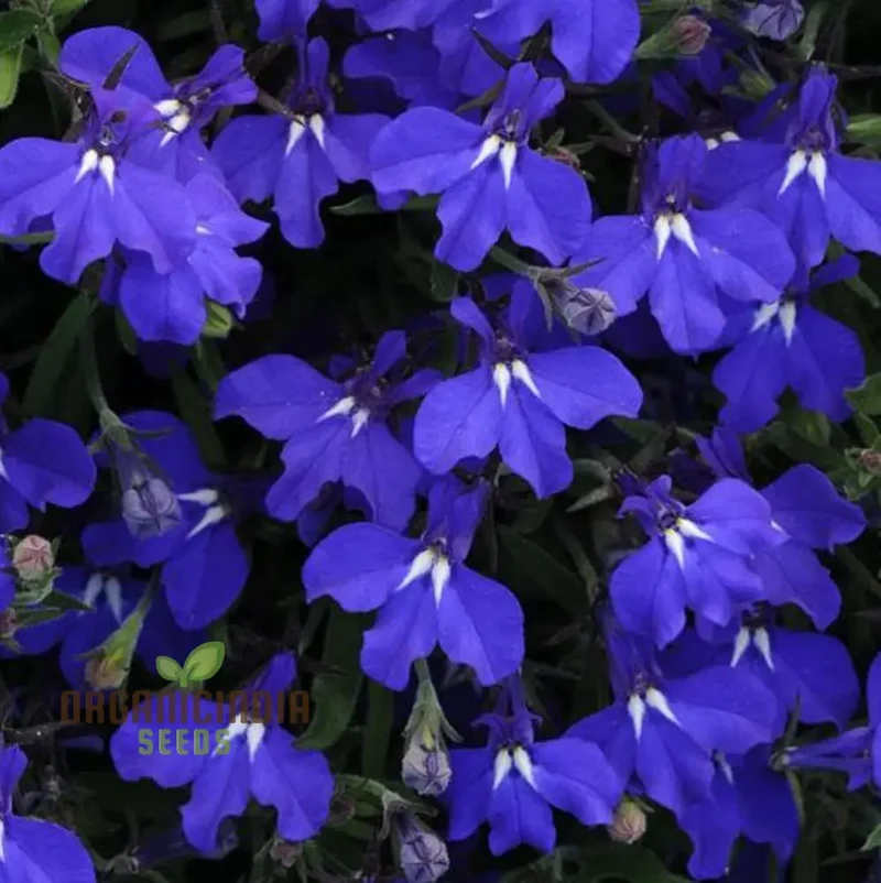 Lobelia Seeds (Cobalt Blue Lobelia Seeds) - Vibrant Blue Blooms for Expert Gardening