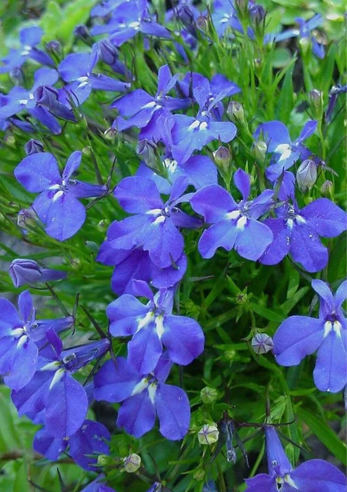 Lobelia Seeds (Cobalt Blue Lobelia Seeds) - Vibrant Blue Blooms for Expert Gardening