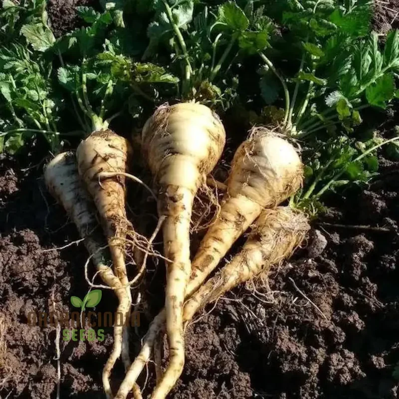 Parsnip Sabre F1 Vegetable Seeds, Cultivating Vigorous and Flavorful Parsnips with Proven Planting and Gardening Techniques