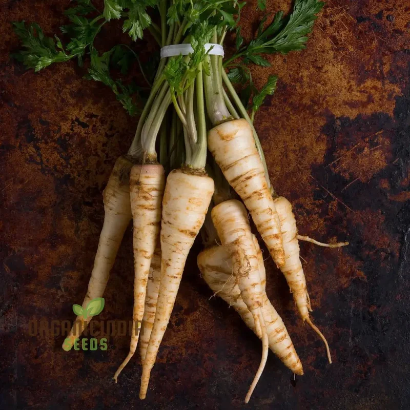 Parsnip Sabre F1 Vegetable Seeds, Cultivating Vigorous and Flavorful Parsnips with Proven Planting and Gardening Techniques