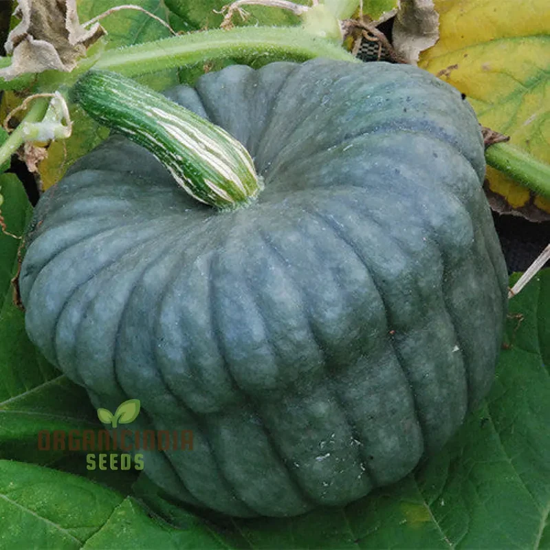 Squash Queensland Blue Seeds for Lush Gardens | Heirloom Variety for Bountiful Harvests