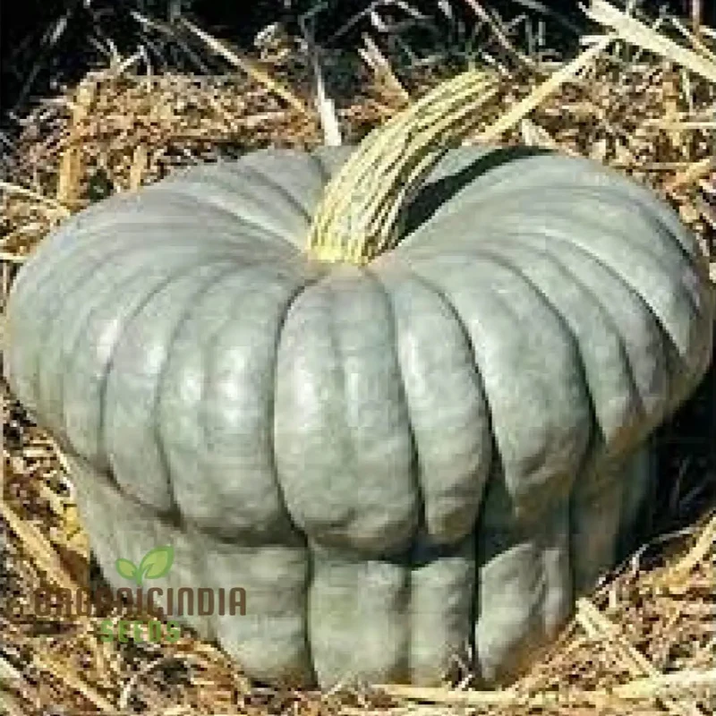 Squash Queensland Blue Seeds for Lush Gardens | Heirloom Variety for Bountiful Harvests