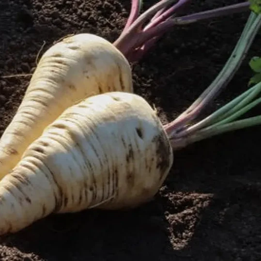 Parsnip Imperial Crown Vegetable Seeds For Planting and Home Gardening