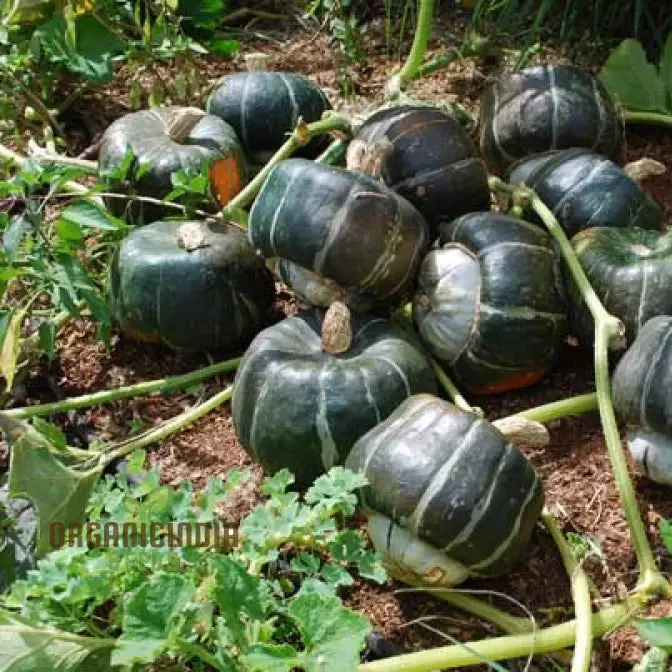 Squash Honey Bear Vegetable Seeds For Planting: Premium Seeds for Bountiful Harvests and Vibrant Blooms