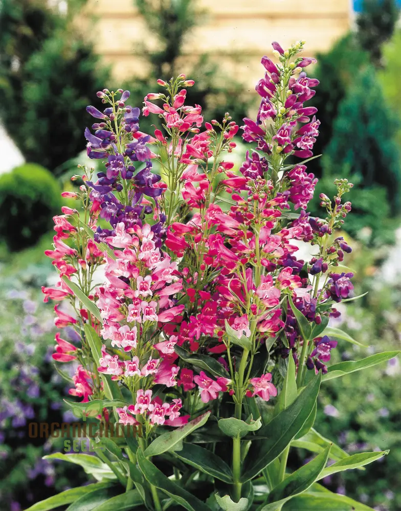 Penstemon Barbatus Cambridge Mixture Seeds - Grow a Beautiful Blend of Penstemon Flowers in Your Garden